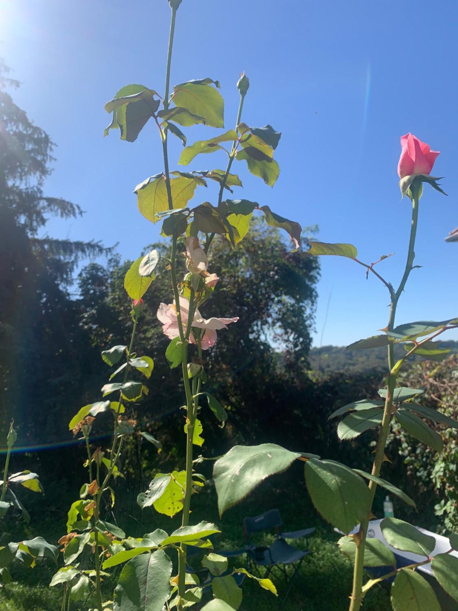 La Poesie Bed and Breakfast Lagor Buitenkant foto
